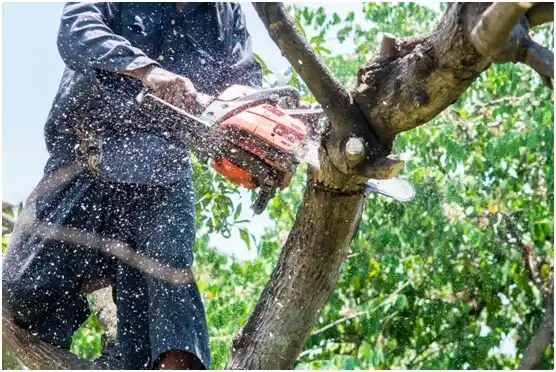 tree services Puyallup